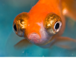 FISHY FISHY FISHY FISHY FISHY