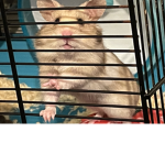 The hamsters fan group.