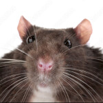 Be a rat and jump into a deep fryer