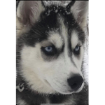 The huskies/bunnies