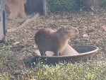 Capybara fans no haters