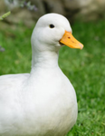 Beijing duck corps