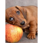 DocDogShot
