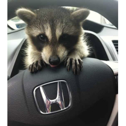 A raccoon in my car