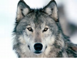 The Quiet Wolf Pack