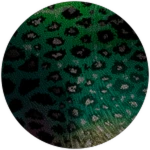 PRISMATIC Colorburst Concavenator Unlocked! Roblox badge thumbnail