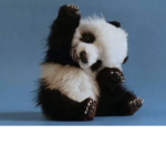 Pandaş oyun