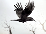 The army of the crow