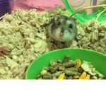 *Hammy's Happy Home!*