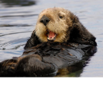 Otter stick together