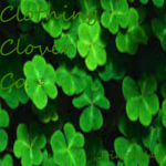 Clothing Clover