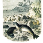 A Group Of Seals