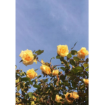 xLovely_Moon's Garden!