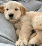 rayretriever