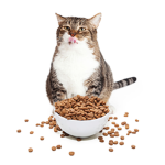 joeby101's cat team