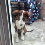 All about my dog Leo