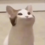pop cat cute army
