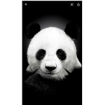 Official pandas Group