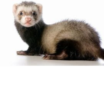 robloxian ferrets