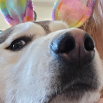 ROBUX GIVE ONLY FRIENDS FURRIES YED SHIPS NO