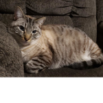 Cat on the couch