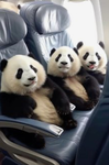 Panda Club! :D