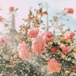 The flower group:)