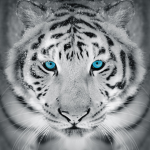 Winter White Tiger