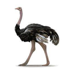The Ostrich Gang!