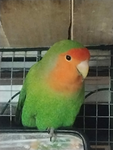 Parrots Army Forever
