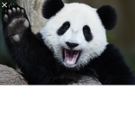 Panda group for panda fans join now