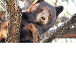 brown bears united together