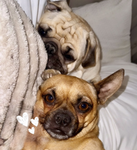 Lola & Sia
