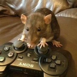 R
