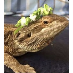 🌸