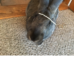 ...BUNNY ##### GROUP!!!