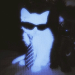 Dragon cat Fans!