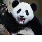 We love Pandas!