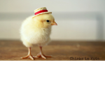 Chicken Squad Forever