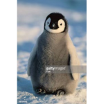 Baby penguins dancing