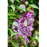 {Flowers and twigs}