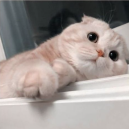 ✧