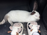 JellyBunnies