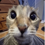curiousx