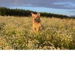 Barkz!