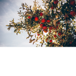 Sour's Apple Tree