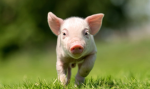 CoolPiglets