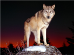 king of the wolves
