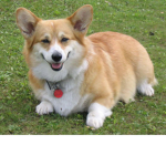 Corgi Lovers!