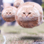 cats rock!